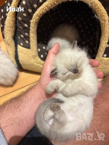 Породисто котенце, снимка 4 - Други - 52003298