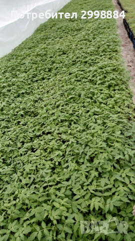 Разсад, снимка 14 - Разсади - 52471727