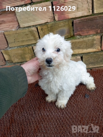 Малтийска болонка момче, снимка 3 - Болонка - 53945192