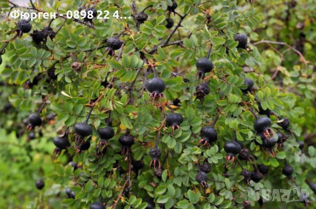 Черна шипка от диви рози (Rosa spinosissima), снимка 2 - Разсади - 52827184