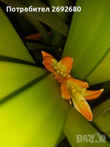Голяма оранжева кливия с цветонос(5бр.в една саксия с обща цена)