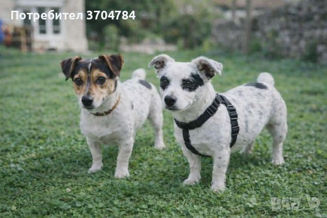 Продавам джак - ръселчета , снимка 6 - Джак ръсел териер - 53978143