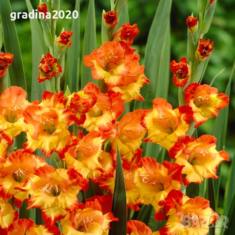 🌸 Луковици Гладиоли (Gladiolus), снимка 6 - Разсади - 53145180