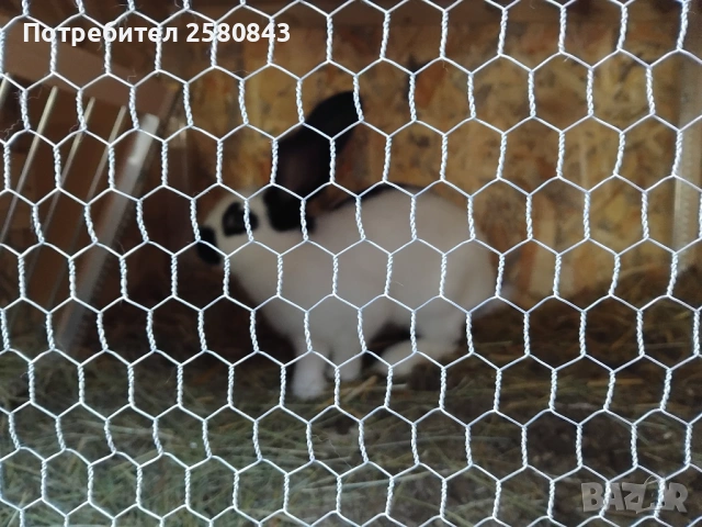 Зайци немска пеперуда чисти, снимка 6 - Други - 54154671