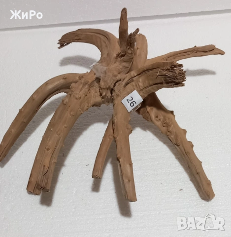 Корен от Азалия /декорация/ 26