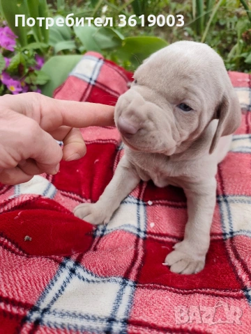 Ваймаранери , снимка 5 - Ваймаранер - 54205375