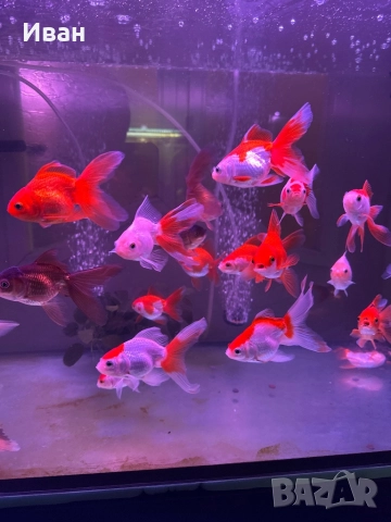 Златни рибки Оранда , снимка 2 - Рибки - 47367477