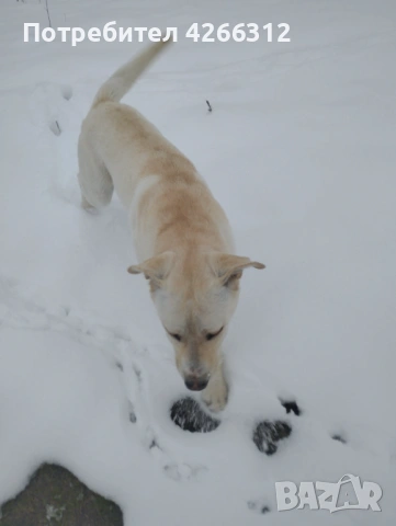 Подарявам мъжки кучета. Майка Лабрадор, баща Алабак., снимка 9 - Други - 53506330