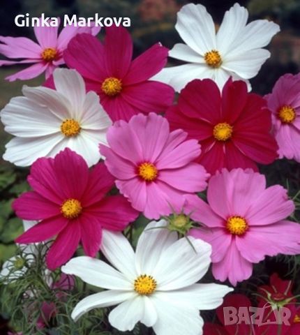 🐞🌸🦋Космос микс - 1лв./бр🦋🐞🌸, снимка 2 - Градински цветя и растения - 46029143