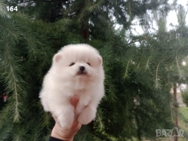 Момче и момиче. Бели Померани. Реални снимки от 05.01.26 г. , снимка 5 - Померан - 53035204
