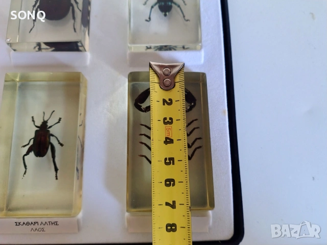 Страхотна Колекция Хербарий От Буболечки,Насекоми №2, снимка 7 - Колекции - 53174303