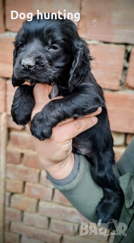 Кокер-спрингер шпаньол момче и момиче шпаньоли , снимка 4 - Шпаньоли - 52552060