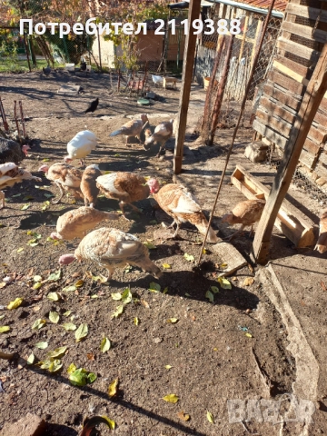 Пуйки на 7 месеца.1бр Мъжки и 4бр женски