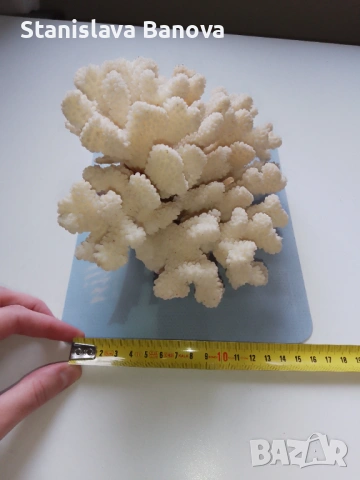 Бял корал, снимка 10 - Други - 54079779