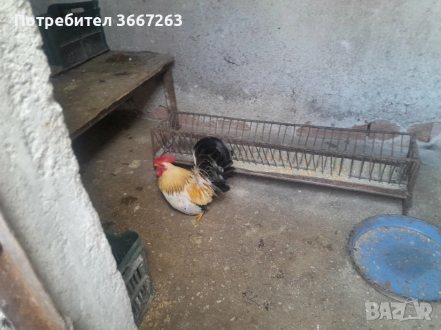  японско петле - шабо