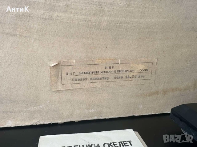 Соц Учебен Модел на Човешки Скелет, снимка 3 - Антикварни и старинни предмети - 51136257