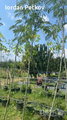 Албиция, снимка 2 - Градински цветя и растения - 48089720