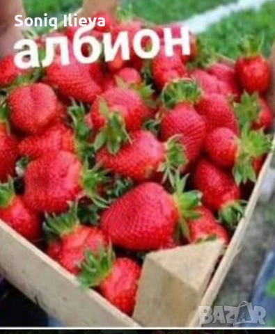 продавам разсад ягоди, снимка 12 - Разсади - 53905579