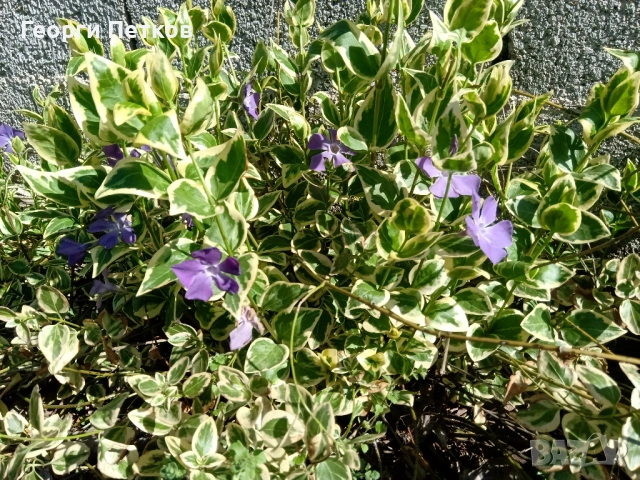 Пъстролистна винка , снимка 3 - Градински цветя и растения - 53658604