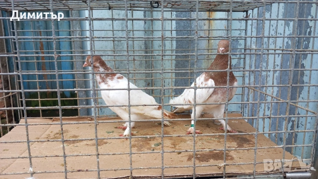 Продавам Унгарци, снимка 3 - Гълъби - 53406881