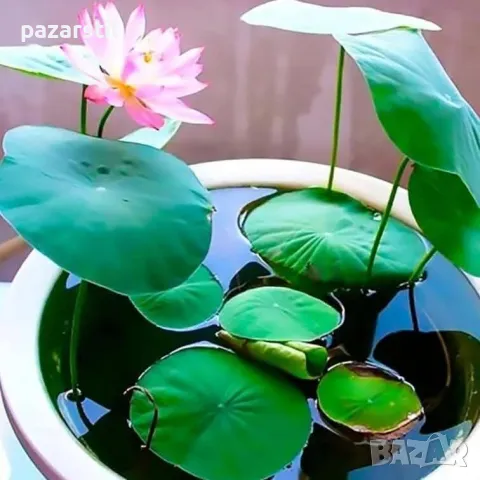 Лотос - разсад, снимка 1
