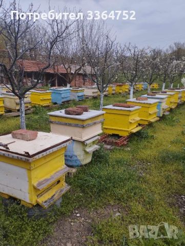 Пчелни семейства 