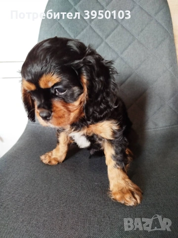 Кавалер Кинг Чарлз шпаньол, снимка 12 - Кавалер кинг чарлз шпаньол - 54088586