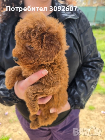 Пудели мъжки и женски, снимка 5 - Пудели - 54198471