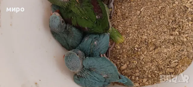 Бебета Малък Александър - ръчно хранени!, снимка 3 - Папагали - 50032602