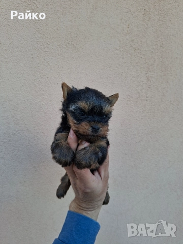 мини йоркширски териер