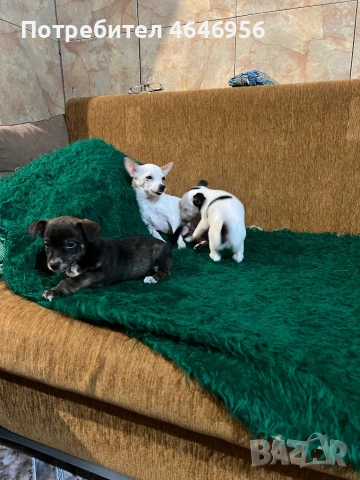 Чихуа - пинчер кучета, снимка 3 - Чихуахуа - 53512397