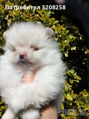 ПОМЕРАН/ПОМЕРАНИ, снимка 2 - Померан - 54114600
