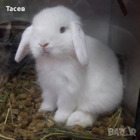 Клепоухи декоративни зайчета