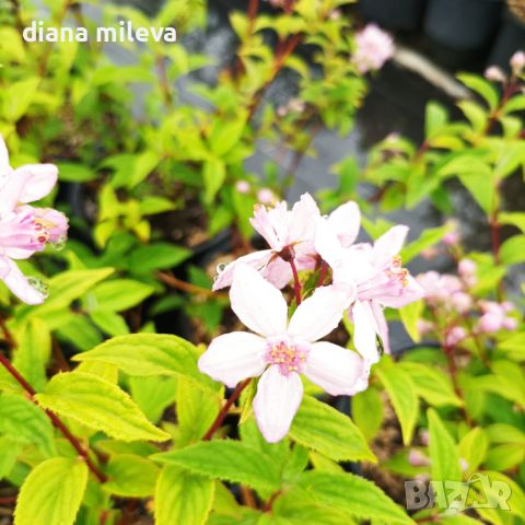 Дойция, Deutzia hybrida 'Mont Rose', снимка 10 - Градински цветя и растения - 42798741