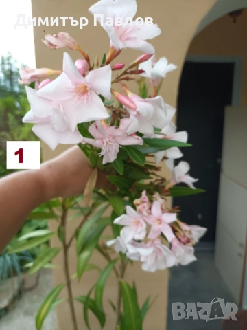 Зокуми,Олеандри,Лян