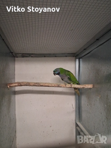 Китайски Александър