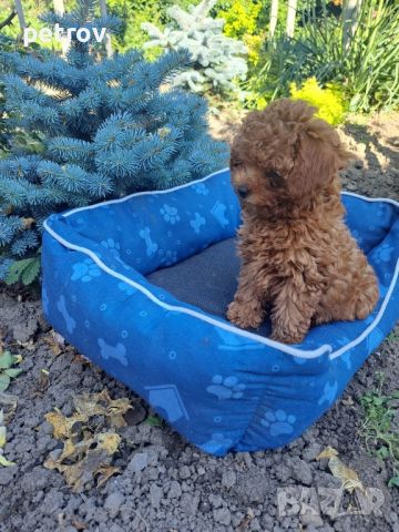 Продавам Toy Poodle  / Той пудел