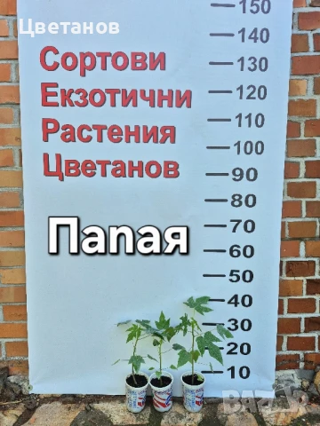 Папая , снимка 2 - Стайни растения - 51096019