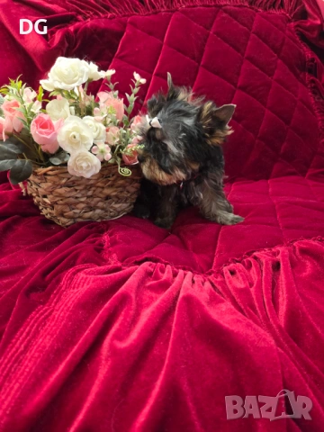 йоркширски териер