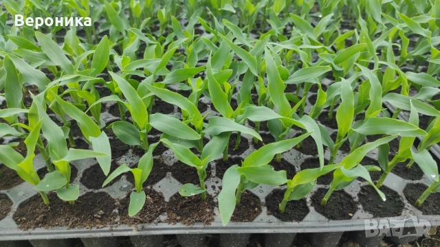 Предлагам разсад сладка царевица сорт Оверланд 