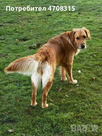 Голдън ретривър игриво момченце, снимка 10 - Голдън ретривър - 53655102