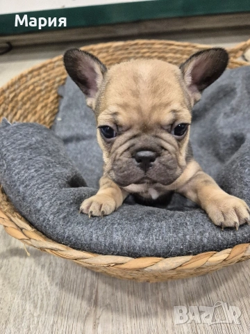 Френски булдог 