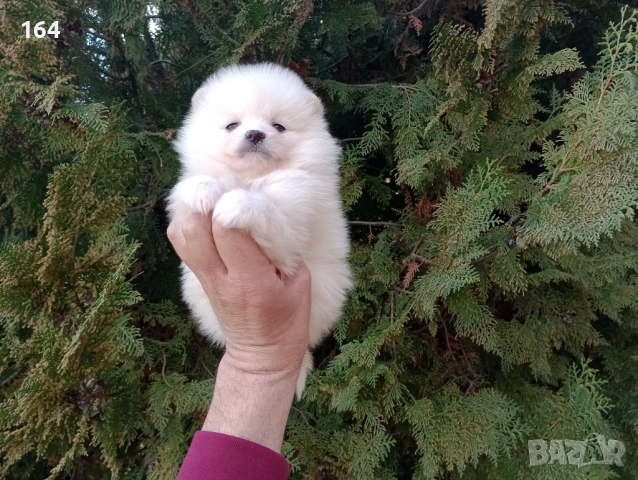 Женски Померан. Реални снимки от 26.02.26 г.