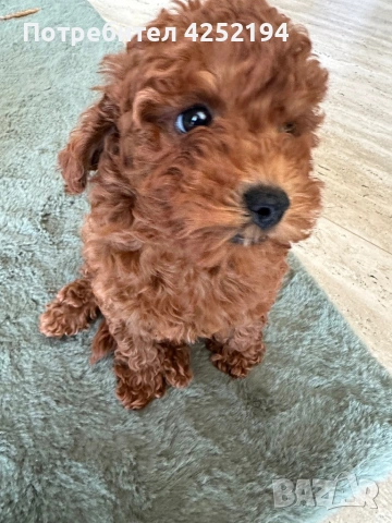 Той пудел женско 