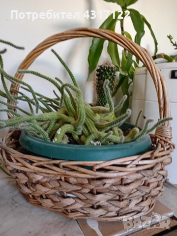 Кактус кактускактус, снимка 3 - Други - 54239021