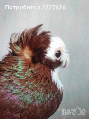 Белослатински двойно качулат, снимка 8 - Гълъби - 52689877