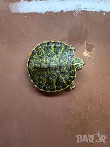 Продавам водни костенурки , снимка 2 - Костенурки - 53465838