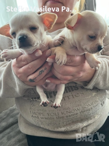 Продавам чихита, снимка 4 - Чихуахуа - 53588723