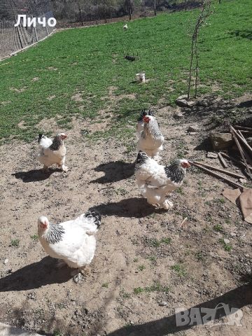 свободни яйца , снимка 2 - Кокошки и пуйки - 45156501