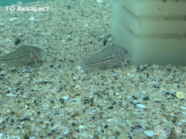 Коридорас Джули / Corydoras Julii, снимка 4 - Рибки - 45625463